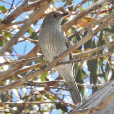 Colluricincla harmonica (Grey Shrikethrush) at Mount Clear, ACT - 9 Mar 2017 by JohnBundock