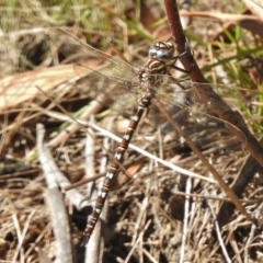 Austroaeschna unicornis (Unicorn Darner) at Namadgi National Park - 9 Mar 2017 by JohnBundock