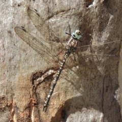 Austroaeschna parvistigma (Swamp Darner) at Namadgi National Park - 9 Mar 2017 by JohnBundock