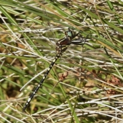 Synthemis eustalacta (Swamp Tigertail) at Namadgi National Park - 9 Mar 2017 by JohnBundock