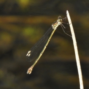 Synlestes weyersii at Mount Clear, ACT - 9 Mar 2017