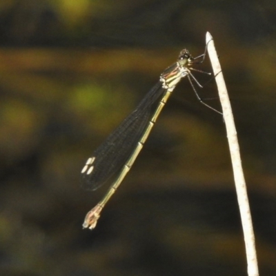 Synlestes weyersii (Bronze Needle) at Mount Clear, ACT - 9 Mar 2017 by JohnBundock