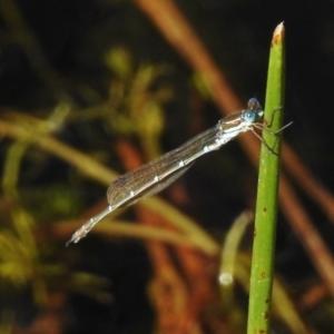 Austrolestes cingulatus at Mount Clear, ACT - 9 Mar 2017