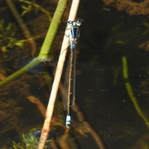 Ischnura heterosticta at Mount Clear, ACT - 9 Mar 2017