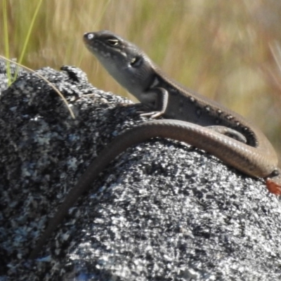 Liopholis whitii (White's Skink) at Mount Clear, ACT - 9 Mar 2017 by JohnBundock
