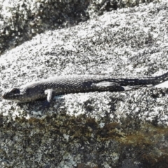 Egernia cunninghami (Cunningham's Skink) at Mount Clear, ACT - 9 Mar 2017 by JohnBundock