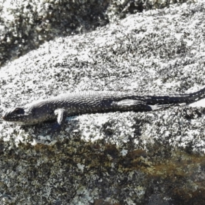 Egernia cunninghami at Mount Clear, ACT - 9 Mar 2017 04:45 PM