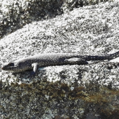 Egernia cunninghami (Cunningham's Skink) at Namadgi National Park - 9 Mar 2017 by JohnBundock