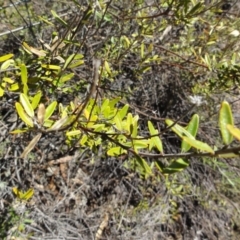 Astrotricha ledifolia (TBC) at Carwoola, NSW - 9 Mar 2017 by gregbaines
