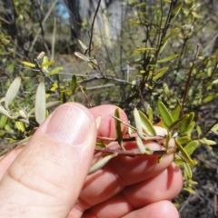 Astrotricha ledifolia at Carwoola, NSW - 10 Mar 2017