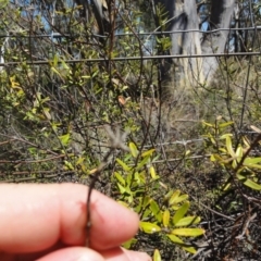 Astrotricha ledifolia at Carwoola, NSW - 10 Mar 2017