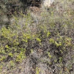 Astrotricha ledifolia at Carwoola, NSW - 10 Mar 2017