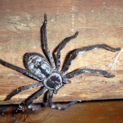 Holconia immanis (Grey Huntsman) at Kalaru, NSW - 15 Dec 2016 by MichaelMcMaster