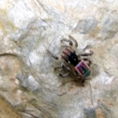 Maratus volans (Peacock spider) at Kalaru, NSW - 16 Dec 2016 by MichaelMcMaster