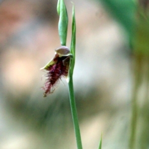 Calochilus paludosus at Kalaru, NSW - suppressed