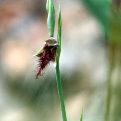 Calochilus paludosus (Strap Beard Orchid) at Kalaru, NSW - 16 Dec 2016 by MichaelMcMaster