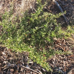 Grevillea victoriae at Garran, ACT - 5 Aug 2016