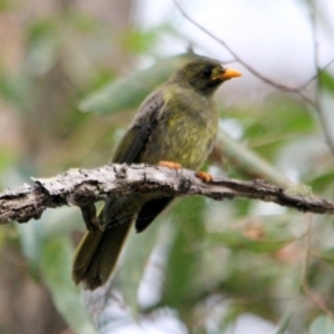 Manorina melanophrys at Kalaru, NSW - 17 Dec 2016