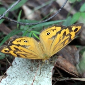 Heteronympha merope at Kalaru, NSW - 17 Dec 2016 12:00 AM