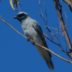 Coracina novaehollandiae (Black-faced Cuckooshrike) at Goorooyarroo NR (ACT) - 9 Mar 2017 by CedricBear