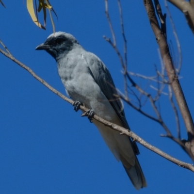 Coracina novaehollandiae (Black-faced Cuckooshrike) at Goorooyarroo NR (ACT) - 10 Mar 2017 by CedricBear