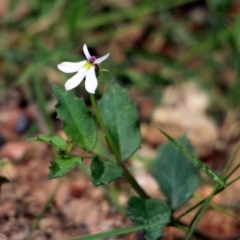 Lobelia purpurascens (White Root) at Kalaru, NSW - 17 Dec 2016 by MichaelMcMaster