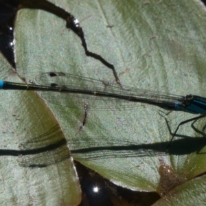 Ischnura heterosticta at Goorooyarroo NR (ACT) - 10 Mar 2017 11:57 AM