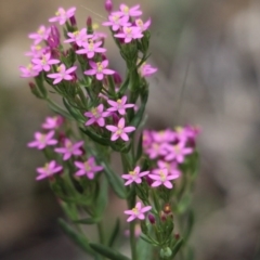 Centaurium sp. (Centaury) at Kalaru, NSW - 16 Dec 2016 by MichaelMcMaster