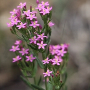 Centaurium sp. at Kalaru, NSW - 17 Dec 2016 10:50 AM