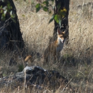 Vulpes vulpes at Goorooyarroo NR (ACT) - 10 Mar 2017 10:08 AM