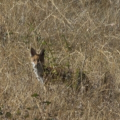 Vulpes vulpes at Goorooyarroo NR (ACT) - 10 Mar 2017 10:08 AM