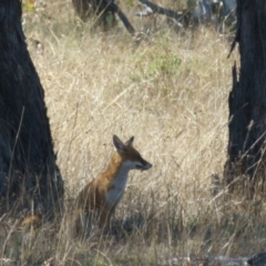 Vulpes vulpes at Goorooyarroo NR (ACT) - 10 Mar 2017