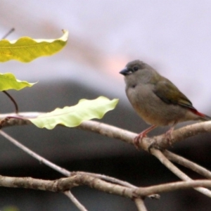 Neochmia temporalis at Kalaru, NSW - 17 Dec 2016