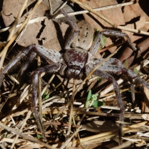 Isopeda sp. (genus) at Goorooyarroo NR (ACT) - 10 Mar 2017 11:18 AM