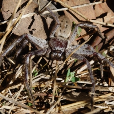 Isopeda (genus) (Huntsman Spider) at Goorooyarroo NR (ACT) - 10 Mar 2017 by CedricBear