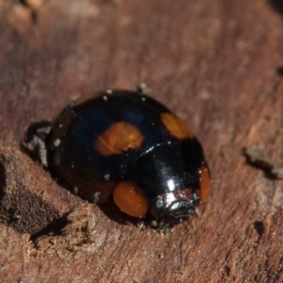 Paropsisterna beata (Blessed Leaf Beetle) at Goorooyarroo NR (ACT) - 10 Mar 2017 by CedricBear