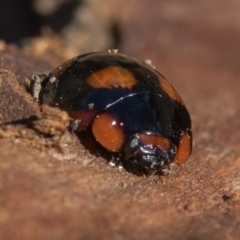 Paropsisterna beata at Goorooyarroo NR (ACT) - 10 Mar 2017 11:06 AM