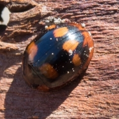 Paropsisterna beata at Goorooyarroo NR (ACT) - 10 Mar 2017 11:06 AM