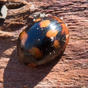 Paropsisterna beata at Goorooyarroo NR (ACT) - 10 Mar 2017 11:06 AM