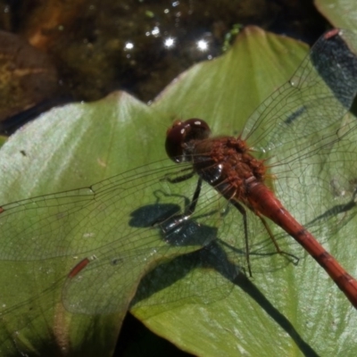 Diplacodes bipunctata (Wandering Percher) at Goorooyarroo NR (ACT) - 10 Mar 2017 by CedricBear