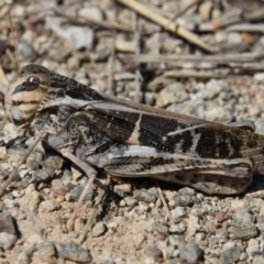 Gastrimargus musicus (Yellow-winged Locust or Grasshopper) at Goorooyarroo NR (ACT) - 10 Mar 2017 by CedricBear