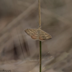 Scopula rubraria (Reddish Wave, Plantain Moth) at Majura, ACT - 8 Mar 2017 by Roger