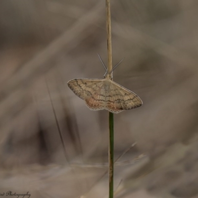 Scopula rubraria (Reddish Wave, Plantain Moth) at Campbell Park Woodland - 8 Mar 2017 by Roger