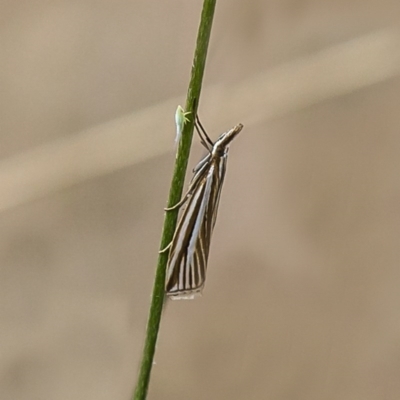 Hednota species near grammellus (Pyralid or snout moth) at Majura, ACT - 9 Mar 2017 by Roger