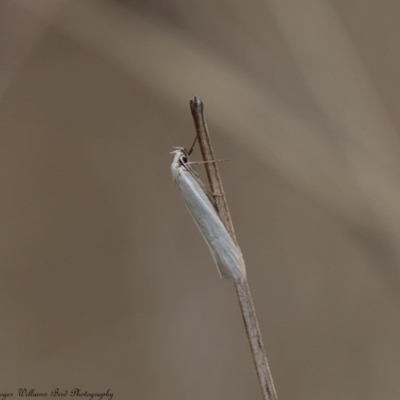 Philobota productella (Pasture Tunnel Moth) at Campbell Park Woodland - 8 Mar 2017 by Roger