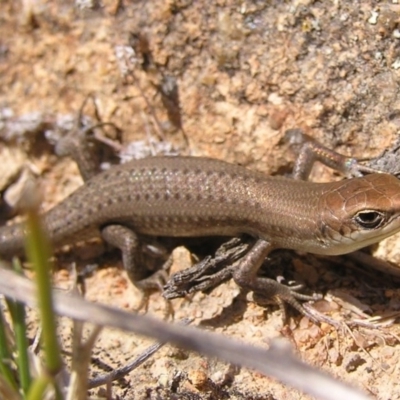 Carlia tetradactyla (Southern Rainbow Skink) at Greenway, ACT - 9 Mar 2017 by MatthewFrawley