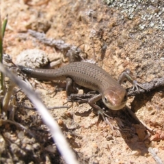 Carlia tetradactyla at Greenway, ACT - 9 Mar 2017 12:51 PM