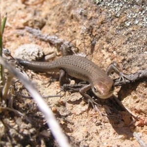 Carlia tetradactyla at Greenway, ACT - 9 Mar 2017