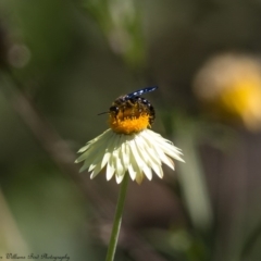 Austroscolia soror (Blue Flower Wasp) at ANBG - 9 Mar 2017 by Roger