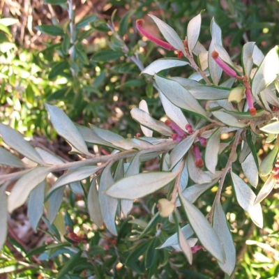Grevillea (genus) (Grevillea) at Garran, ACT - 5 Aug 2016 by ruthkerruish